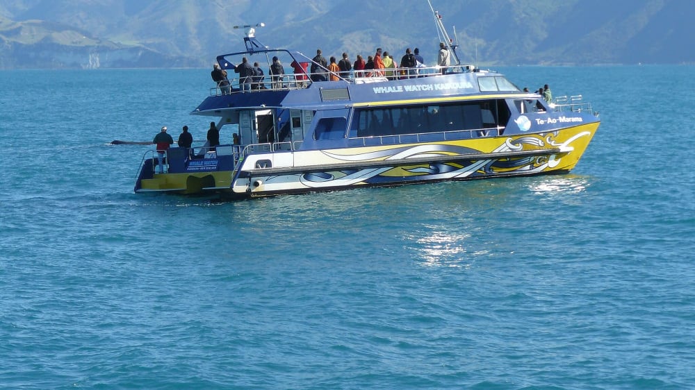 סיורי צפייה בלוויתנים בקאיקואורה