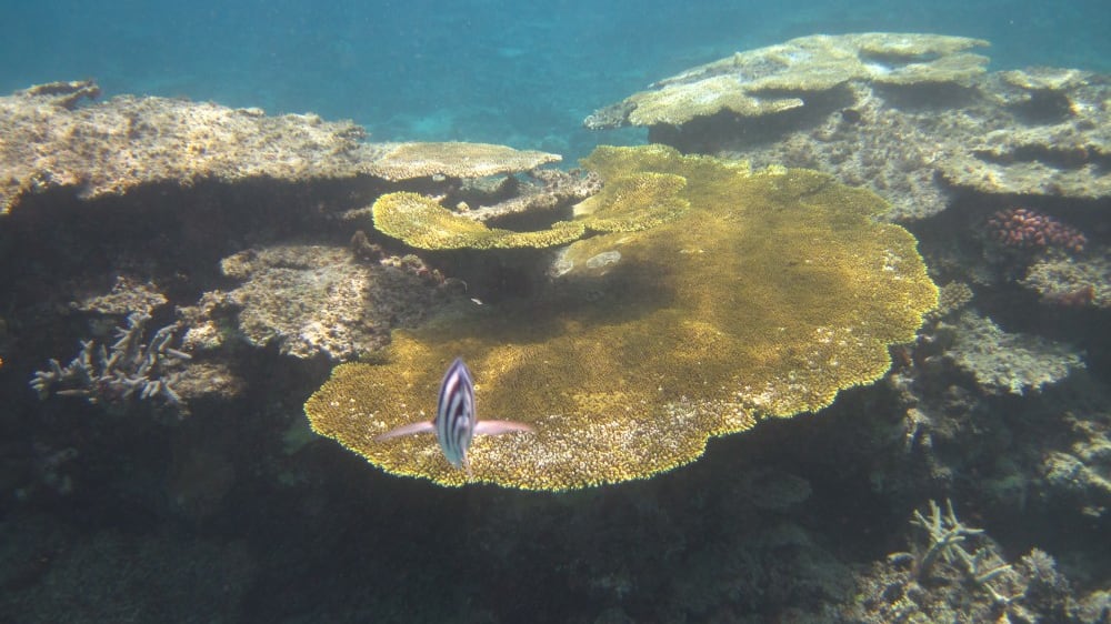 איי יָאֶיאמָה