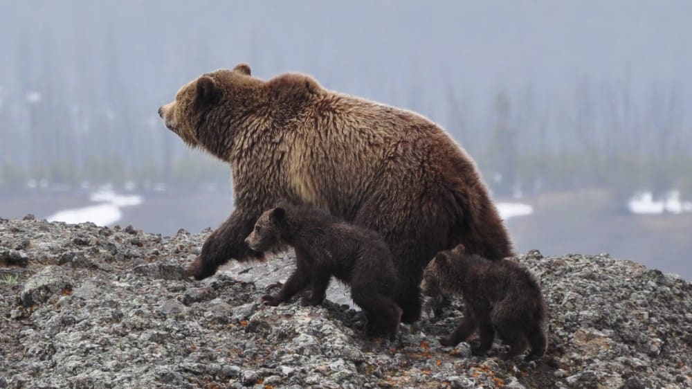 דובה עם שני גורים בפארק הלאומי ילוסטון