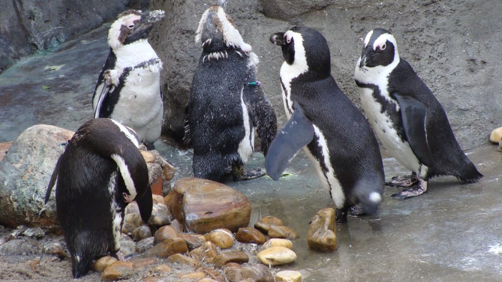 חצר הפינגווינים בגן החיות והאקווריום של מדריד