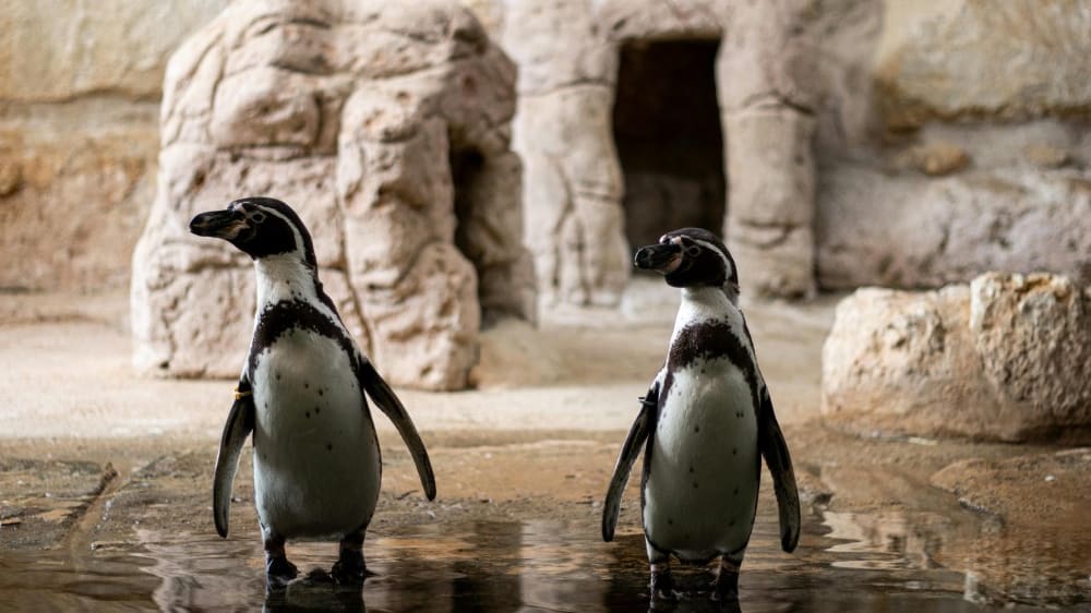 פינגווינים בגן החיות והאקווריום של מדריד