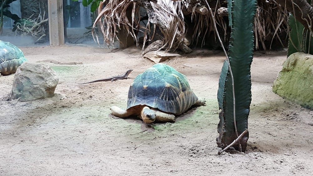 גן החיות והאקוואריום של ברלין