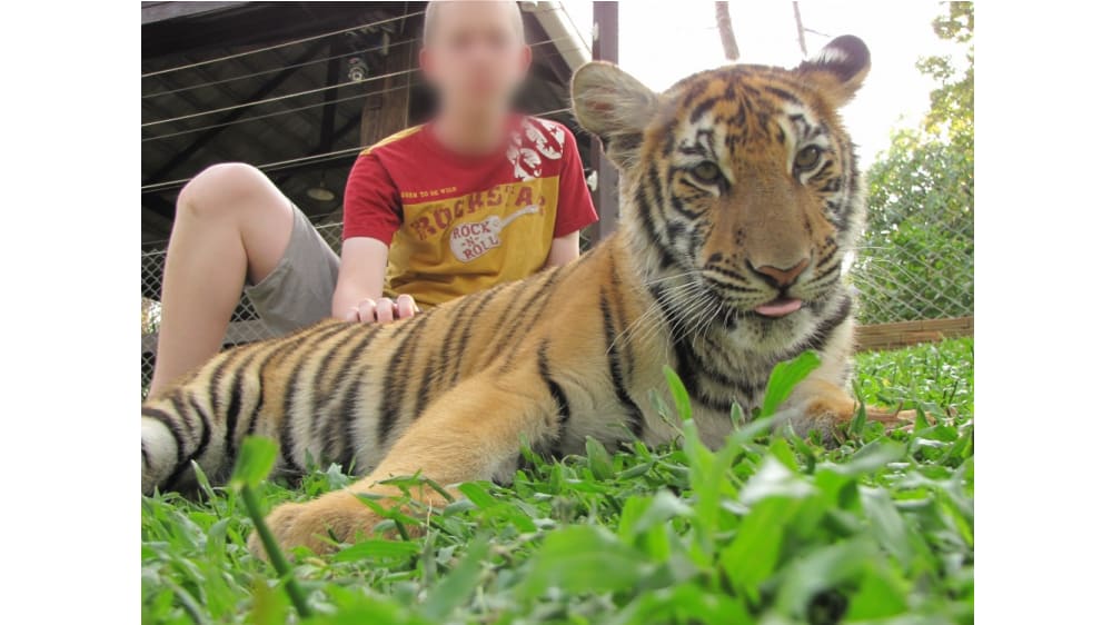 ממלכת הטיגריסים צ'יאנג מאי