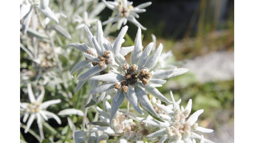 פרח האדלויס האלפיני, מסמלי הפארק הלאומי פירין