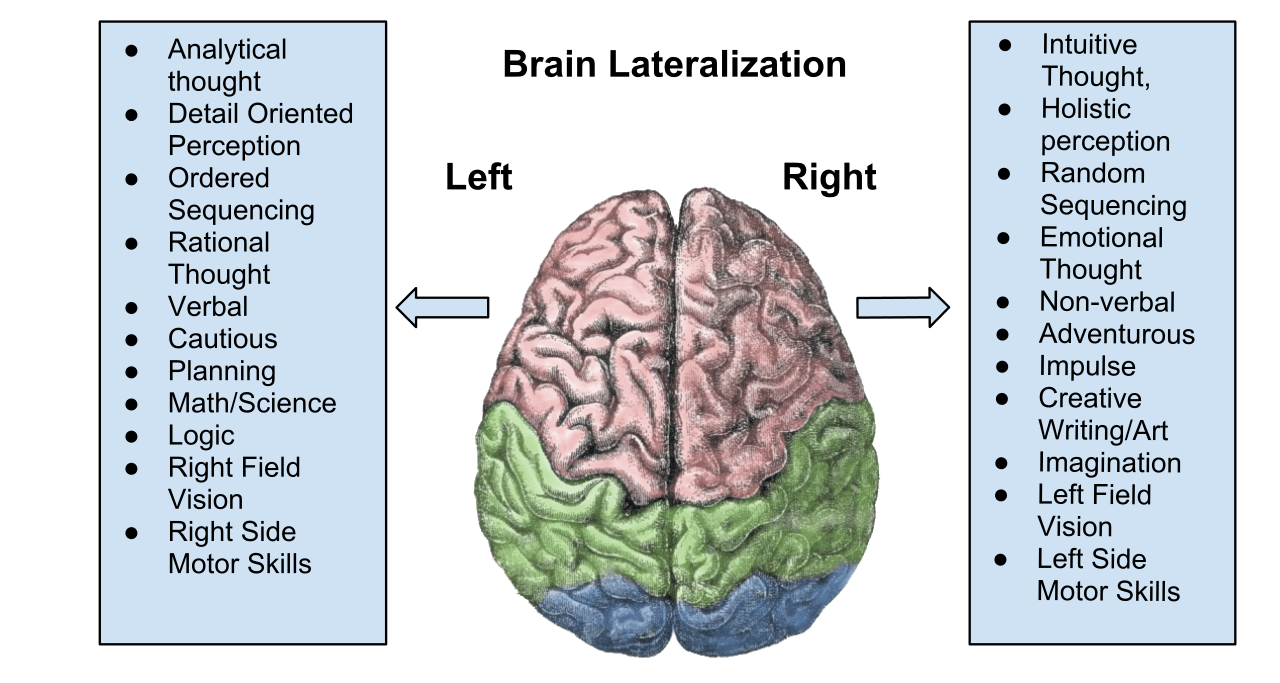 functions of right and left hemispheres