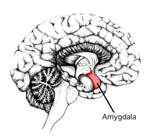 the impacts of amygdala on teens