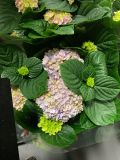 Hortensia