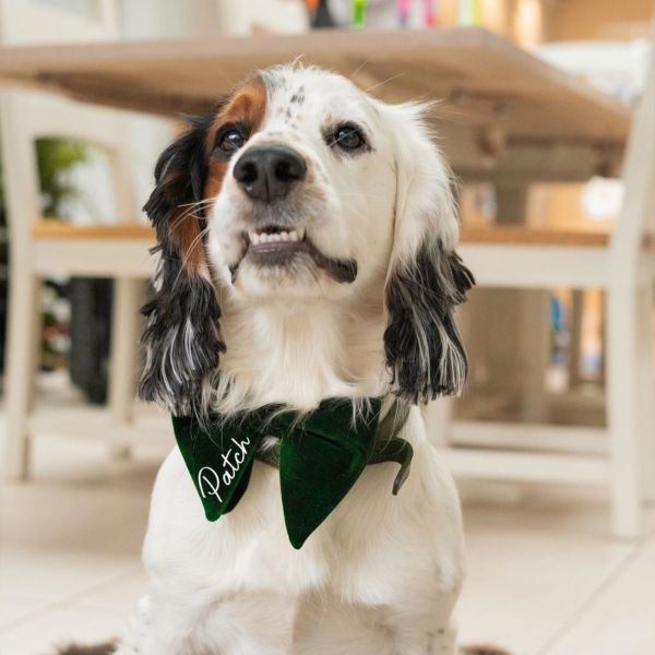 Green dog on sale bow tie