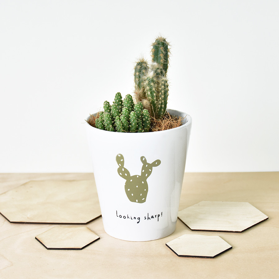 Looking Sharp Cactus  Plant Pot  hardtofind 