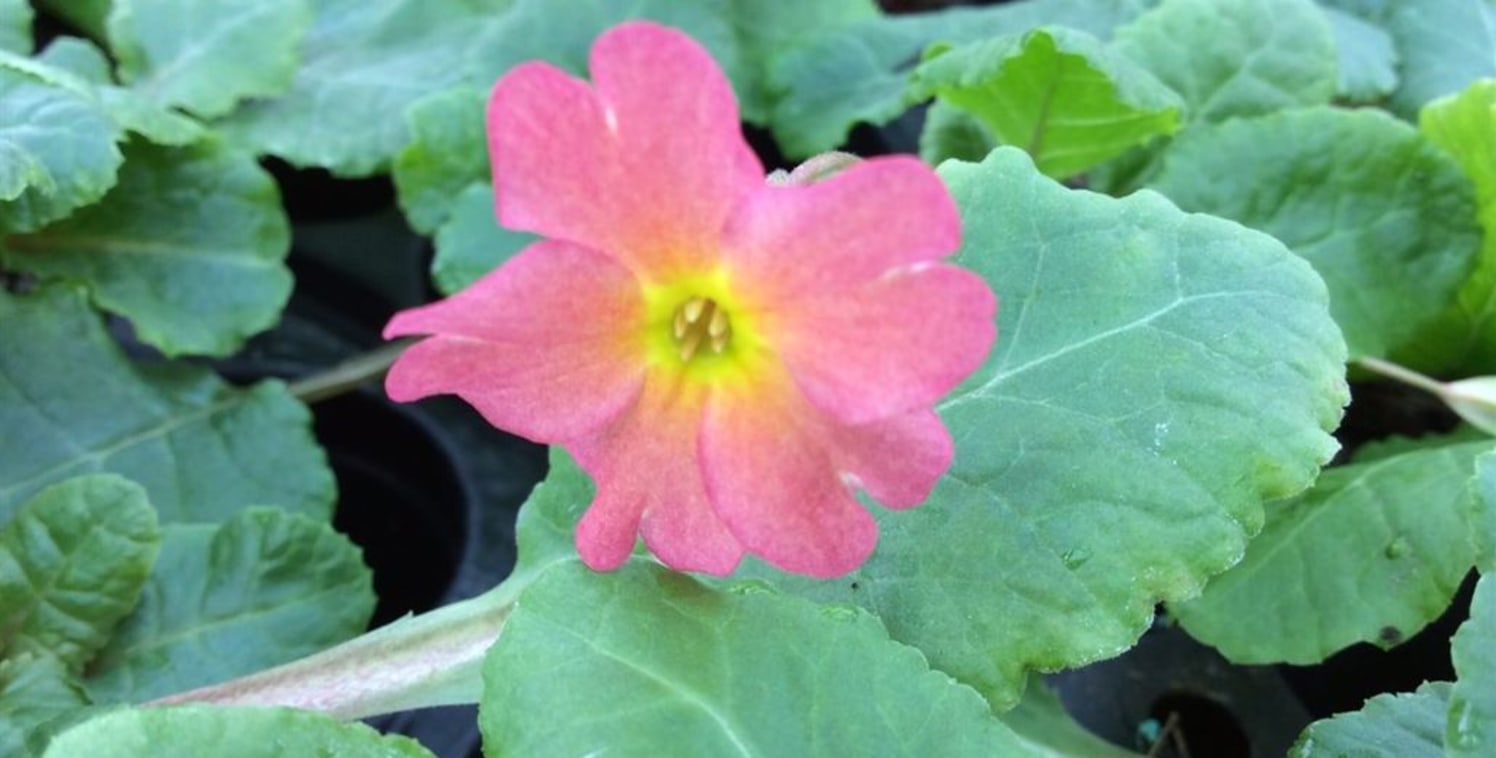 Young plant business for Sale

Annual Turnover between &pound;300,000-&pound;400,000 pa

Full range of hardy perennial varieties available, much produced by micropropagation 

Asking price &pound;60,000 plus VAT

Plus stock in trade at wholesale pric...