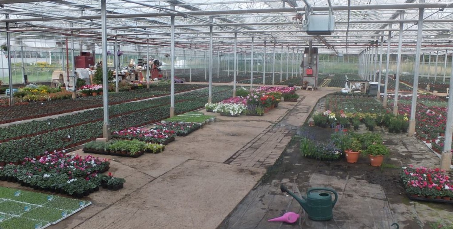 Business Opportunity to Rent a Working Ornamental Nursery

1.57 hectares (3.9 acres) 

Vehicular access to the B4215 2478m&sup2; (25600ft&sup2;) Heated Venlo glass with thermal screens 985m&sup2; (10600ft&sup2;) heated assisted glass with fan ventila...