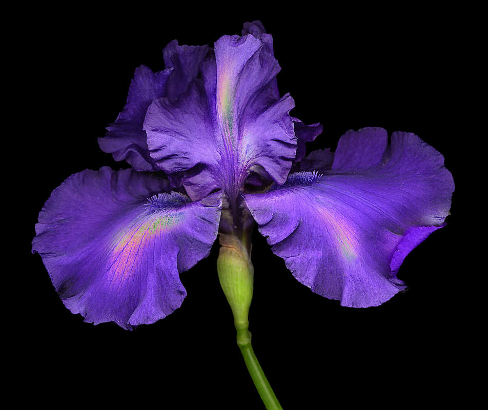 Color Scanography Botanicals - Harold Feinstein Archive