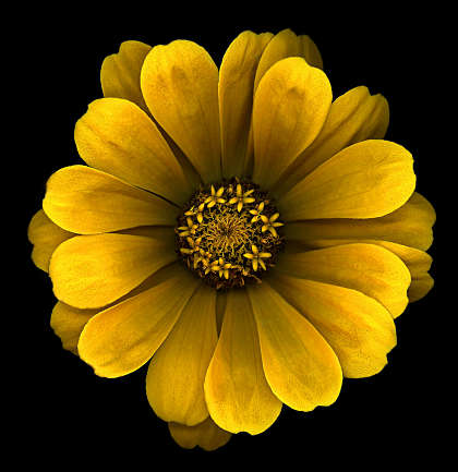 Color Scanography Botanicals - Harold Feinstein Archive