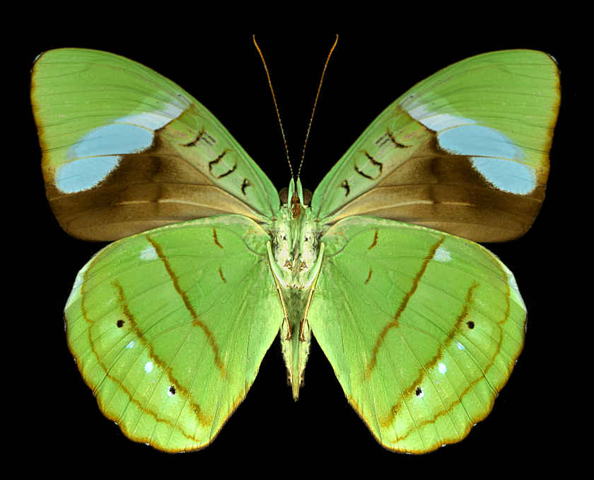 Color Scanography Shells and Butterflies - Harold Feinstein Archive