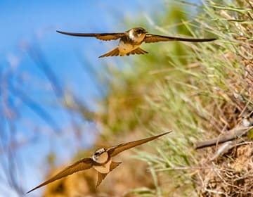 Two sand martin birds in the air