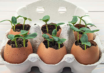 Seedlings in an Hartmann egg carton