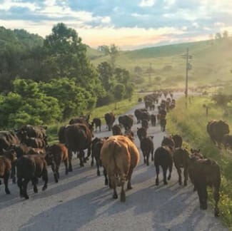 Cattle on a country lane.