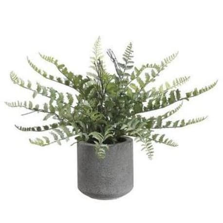 Allstate Floral Green Fern in Cement Pot, 15 in.