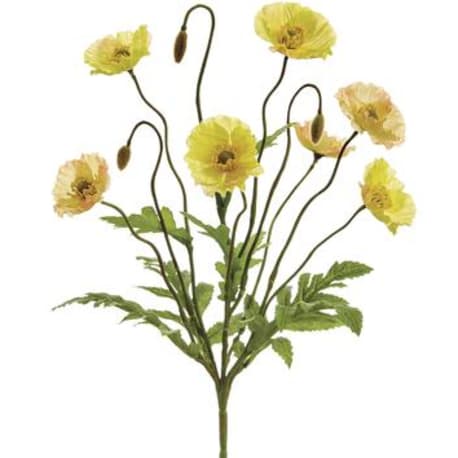 Allstate Floral Yellow Poppy Bush, 15 in.