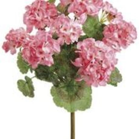 Allstate Floral Pink UV Protected Geranium Bush, 18 in.