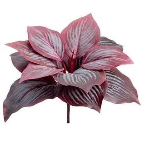 Allstate Floral Burgundy Frosted Hosta Leaf Bush, 7 in.