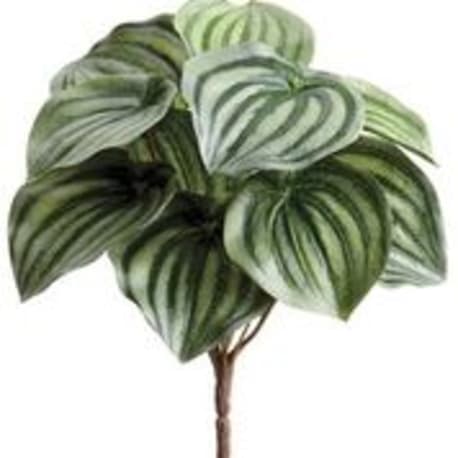 Allstate Floral Green Variegated Pepperomia Leaf Bush, 9 in.