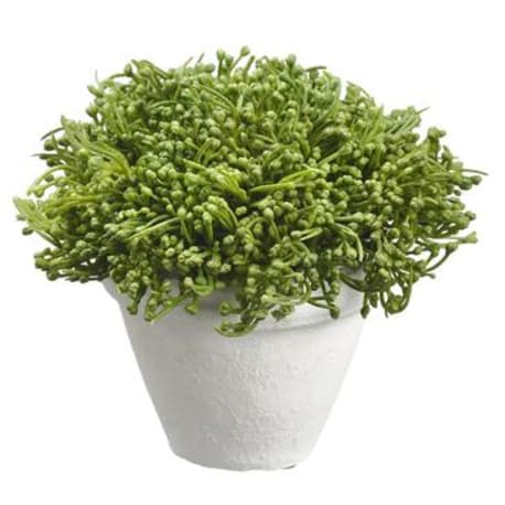 Allstate Floral Green Sedum in White Pot, 5.5 in.