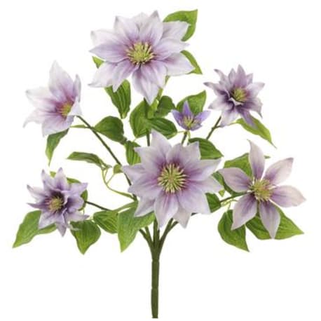 Allstate Floral Lavender Clematis Bush, 14.5 in.