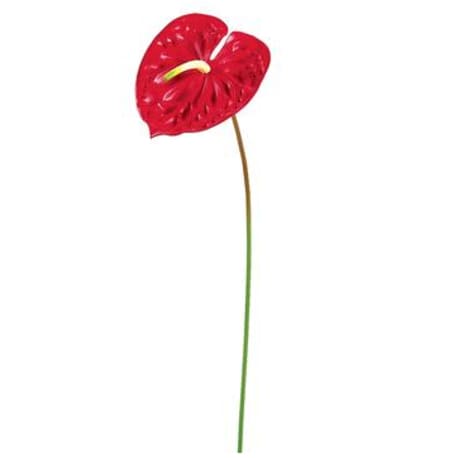 Allstate Floral Red Anthurium Spray, 24 in.