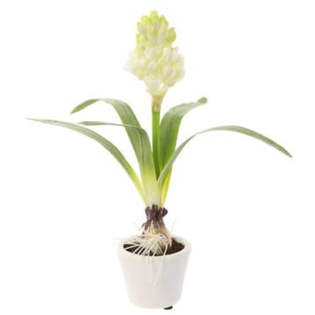 Allstate Floral White Hyacinth with Bulb in White Pot, 12 in.