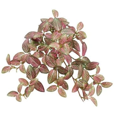 Allstate Floral Mini Red, Green & White Fittonia Hanging Bush, 13 in.