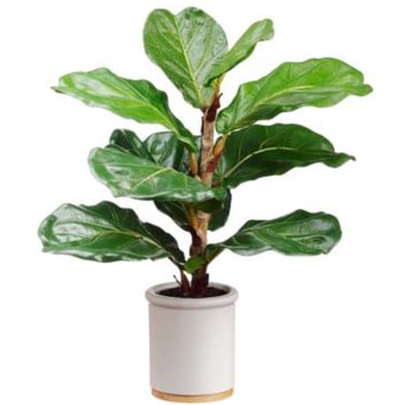 Allstate Floral Green Fiddle Leaf Plant in Ceramic Pot, 17 in.