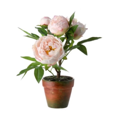 Regency International Blush Peony in Planter, 14 in.