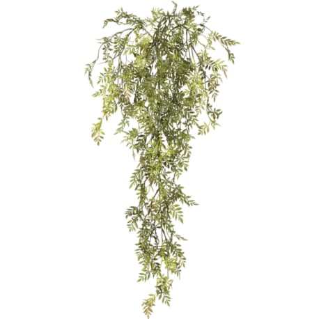 Sullivans Mini Wisteria Vine, 30 in.