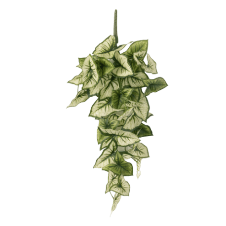 Sullivans Syngonium Hanging Leafy Bush, 25 in.