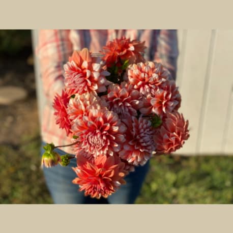 Bloom Hill Farm Dahlia A La Mode Mix