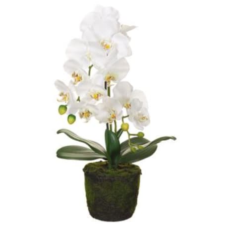 Allstate Floral White Phalaenopsis Orchid Plant with Soil & Moss, 19 in.