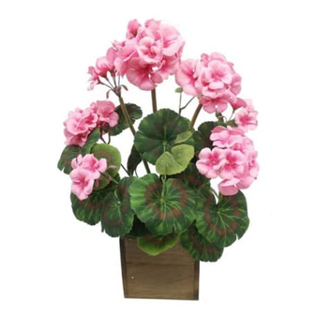 Regency International Pink Geranium in Wood Box