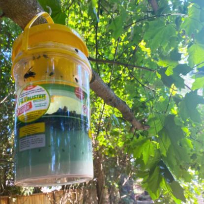2 liter fly trap sale