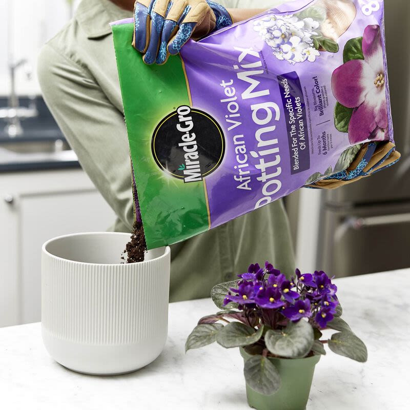 Miracle gro cheap african violet