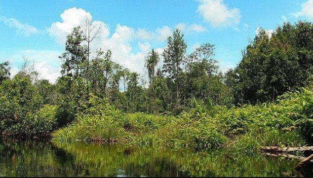 BRG Segera Terapkan Metode Pemenang Peat Prize BRG Segera Terapkan Metode Pemenang Peat Prize