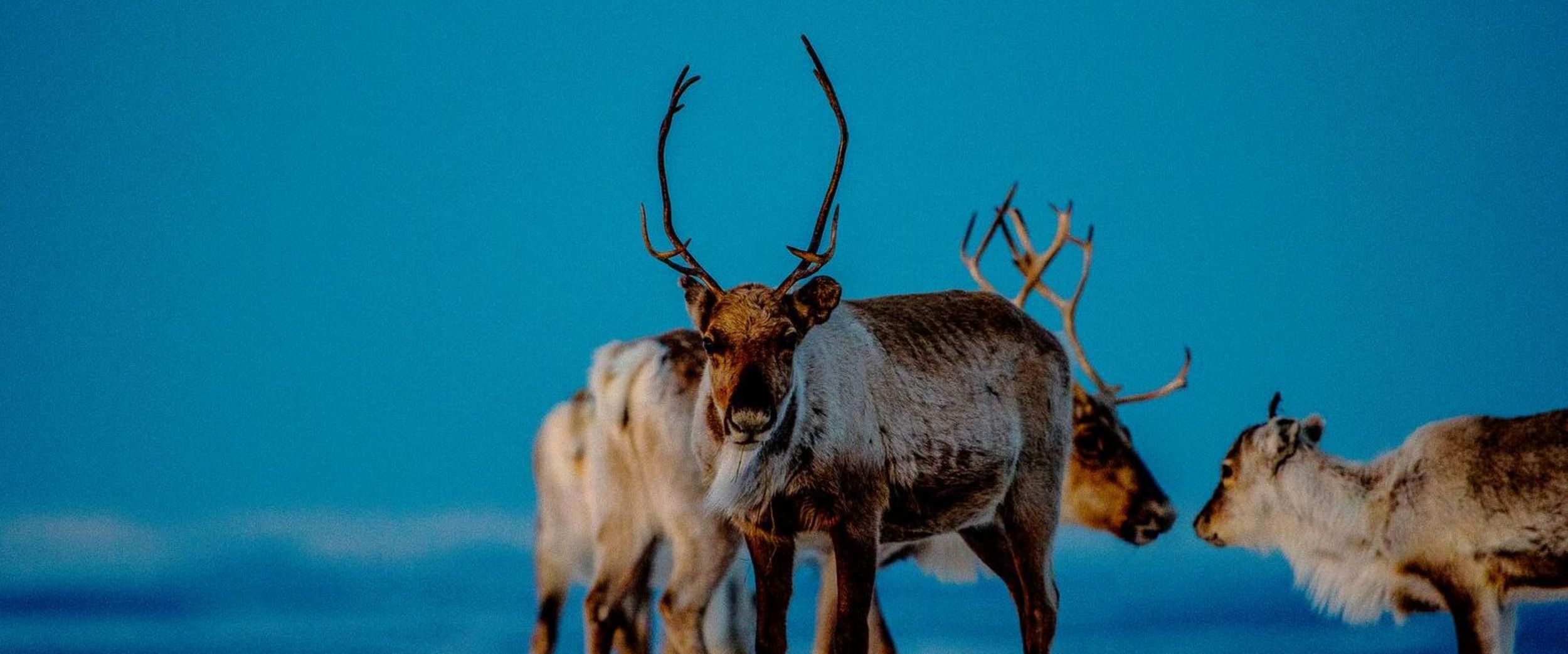 Reindeer. Photo: Thomas Rasmus Skaug, visitnorway.com