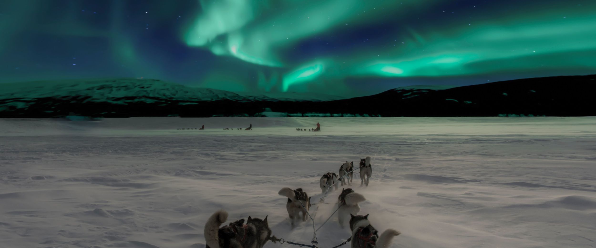 Dog sledding in the Northern lights