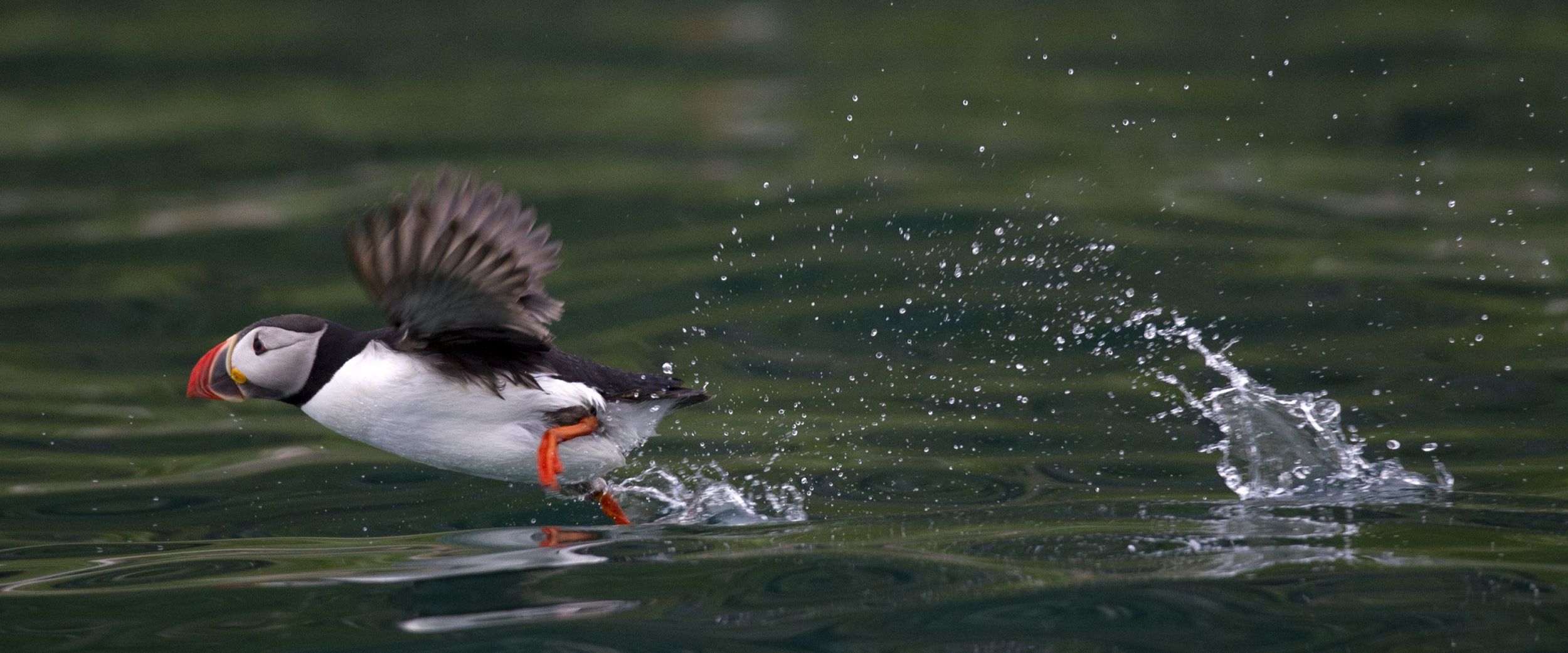 A puffin walking on the water. Photo: Marten Bril, visitvesteralen.com