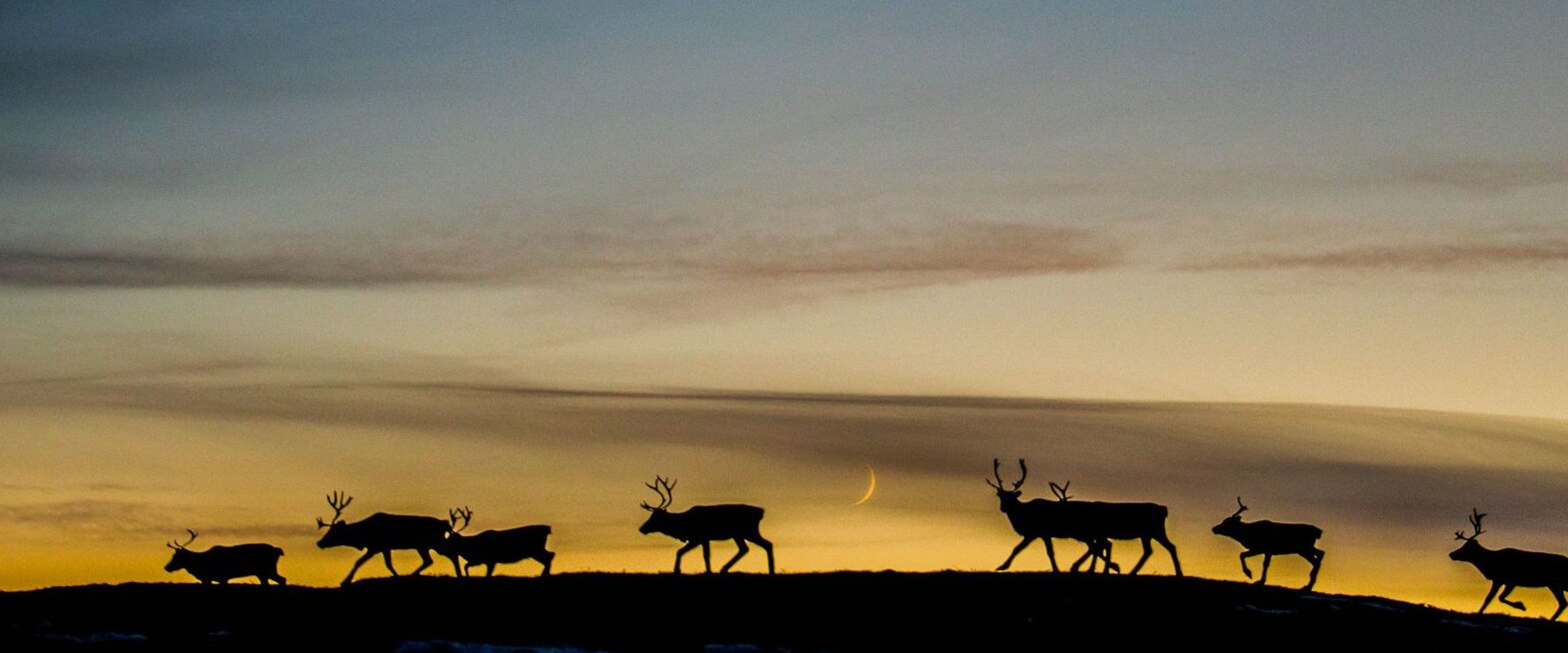 Reindeer migration. Photo: Thomas Rasmus Skaug, visitnorway.com