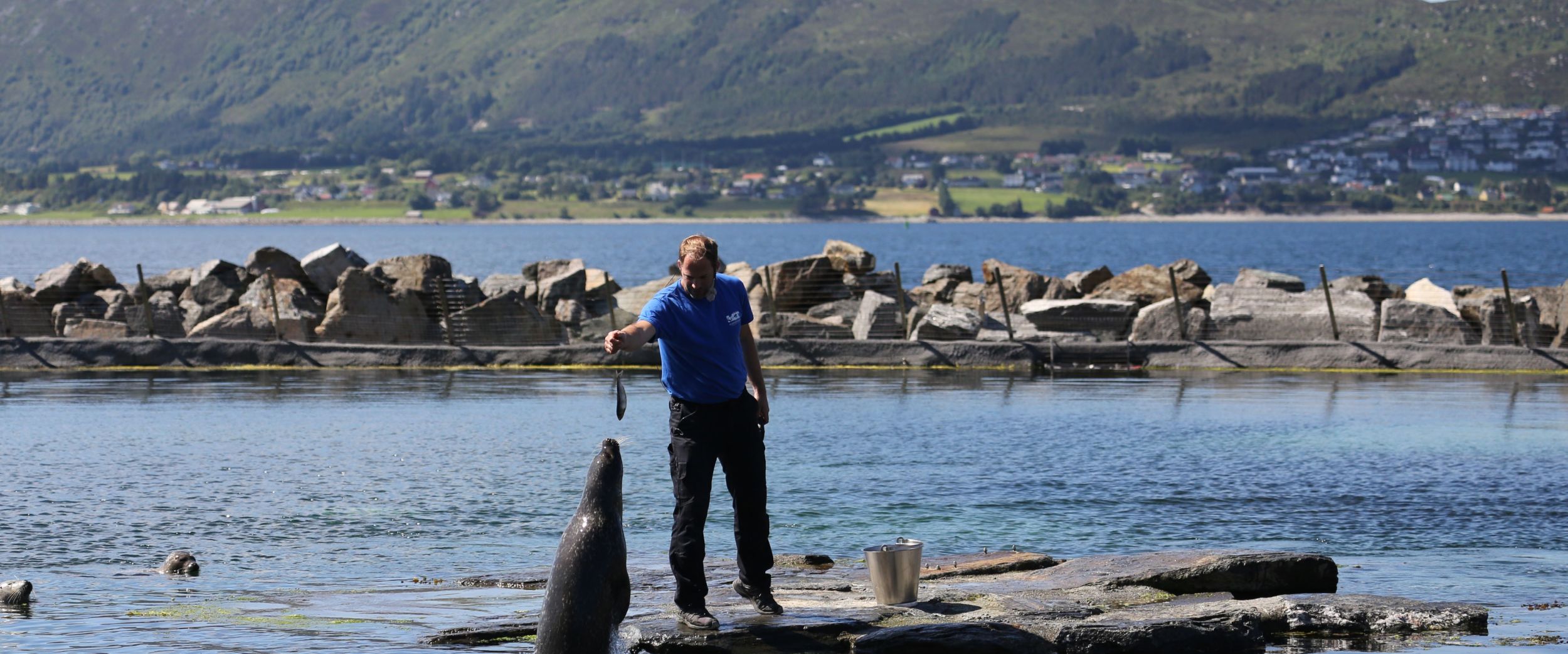 Seal getting food from a man. 