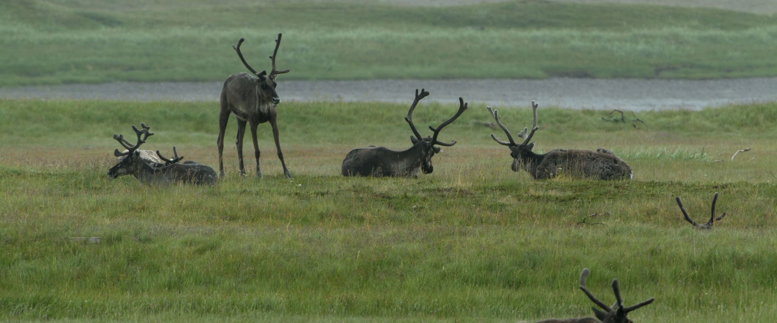 Reindeer. Photo: Trym Ivar Bergsmo, nordnorge.com