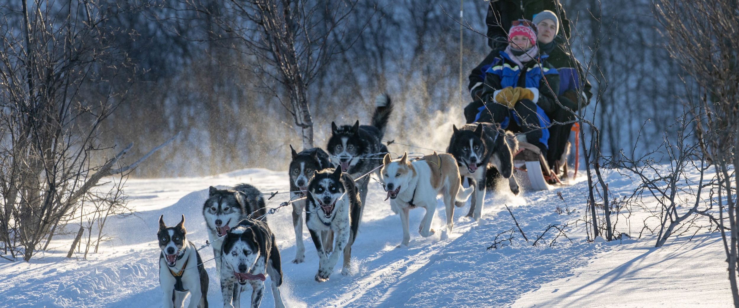 Dog Sledding with huskies