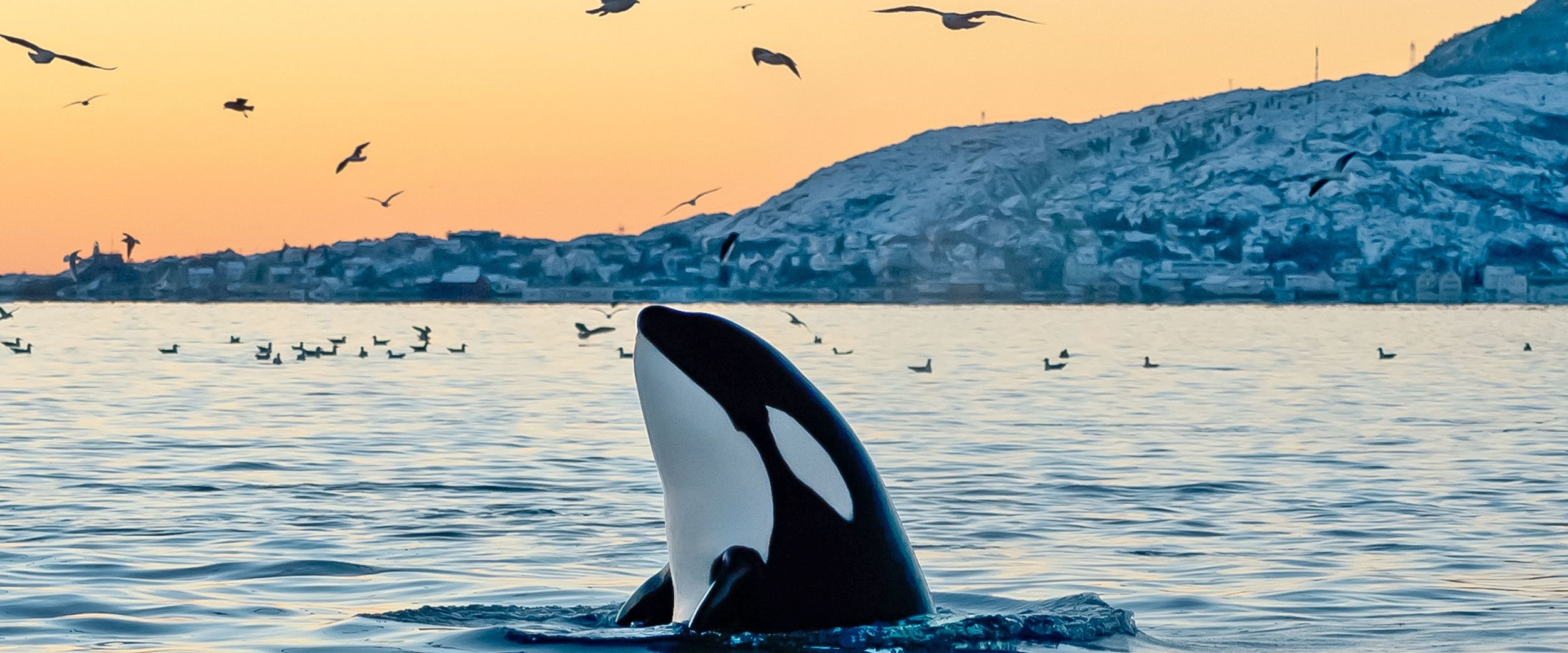 Killer whale arising from the sea in winter landscape.