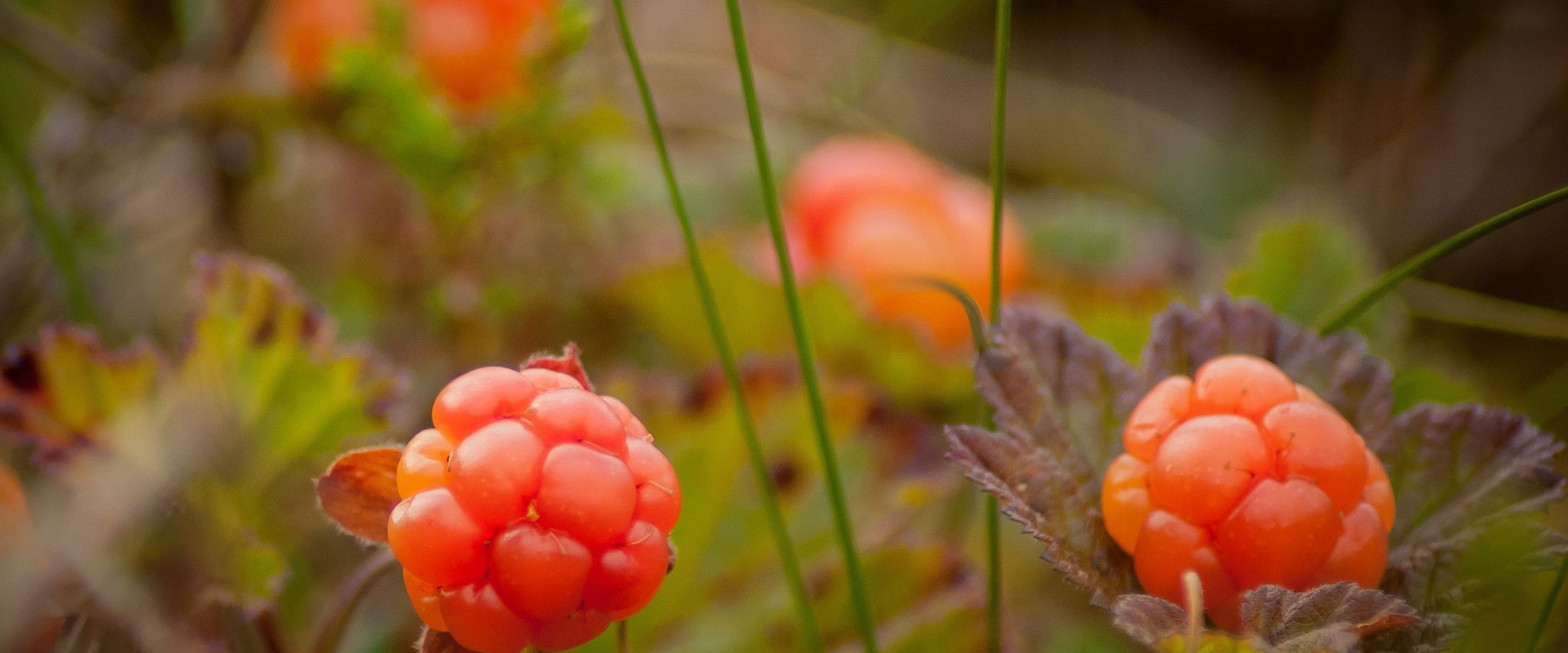 Molte, cloudberry